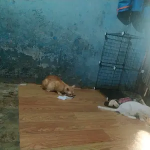 ALAS KANDANG KELINCI KUCING ANJING ALAS 30x30 TATAKAN KANDANG