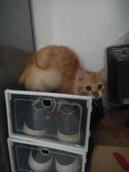 Product Review of 1 SET/ 3PCS KOTAK SEPATU/SANDAL TRANSPARAN/SHOES BOX/RAK SEPATU from Tokopedia customer review 1