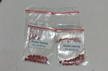 Product Review of 25 Biji Benih Bayam Jepang ALRITE F1 Hibrida Horenzo - Bibit Sayuran Super Horenso Tanaman Sayur Repack [ SERIBU ] from Tokopedia customer review 1