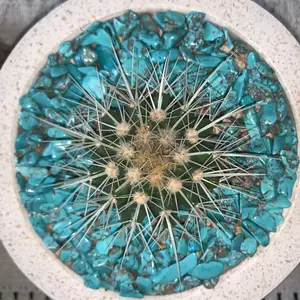 Turquoise Reiki Healing Chips 5-7mm 100 grams