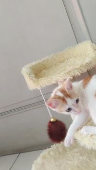 Product Review of MAINAN GARUKAN KUCING 3TIANG GARUKAN CAT TREE CONDO from Tokopedia customer review 0