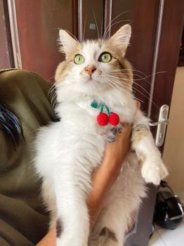 Product Review of Kalung Kucing Anjing Rajut Cherry from Tokopedia customer review 0