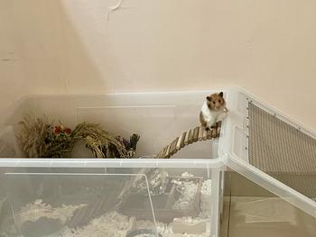 Jembatan Kayu Hamster Custom Handmade 10cmX40cm - Shop | Tokopedia