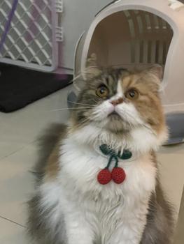 Product Review of Kalung Kucing Anjing Rajut Cherry from Tokopedia customer review 1