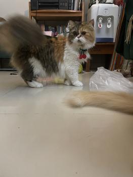 Product Review of Kalung Kucing Anjing Rajut Cherry from Tokopedia customer review 2