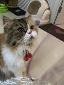 Product Review of Kalung Kucing Anjing Rajut Cherry from Tokopedia customer review 0