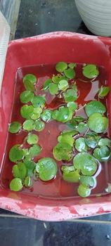 Product Review of TANAMAN AIR FROGBIT APUNG LIMNOBIUM LAEVIGATUM AMAZON FROGBIT CUPANG from Tokopedia customer review 1