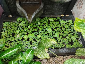Product Review of TANAMAN AIR FROGBIT APUNG LIMNOBIUM LAEVIGATUM AMAZON FROGBIT CUPANG from Tokopedia customer review 0