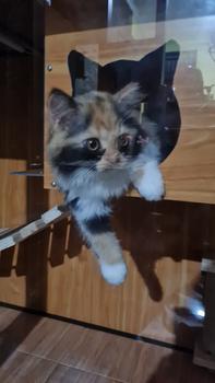 Product Review of KANDANG KUCING ALUMUNIUM JUMBO MAINAN from Tokopedia customer review 0