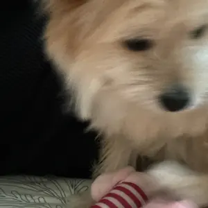 Mainan Gigitan Gigit Boneka Anjing Kucing Ice Cream Es Krim Plush Pet Squeaky Toy