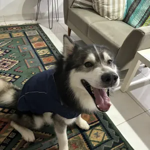 GF PET Jas Hujan Reversible untuk Anjing dengan Teknologi Elasto-Fit Tahan Air Reflektif dan Lembut Ukuran 2XS hingga 4XL