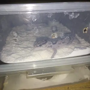 Dolomit Super Alas Gecko Super Putih Super Halus Super Bersih