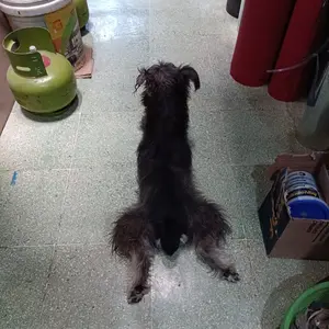 Jepitan Es Batu Stainless Capitan Salad Buah Gorengan Kue Serbaguna