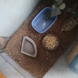 WD013 WATERDISH FEEDING DISH FOODDISH TEMPAT WADAH AIR MINUM MAKAN KALSIUM REPTILE LEOPARD GECKO KADAL TOKEK ULAR CORNSNAKE MILKSNAKE IGUANA BABY SALVA BEARDED DRAGON