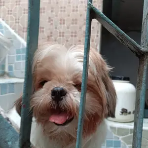 Tepung Hunkwe / Hungkwe Putih Merah Hijau Coklat Kura Kura Mahkota 95 gr