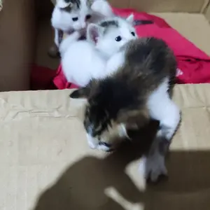 SC Paket Susu Anak Kucing Kitten Bayi Baru Lahir Botol Dot Growssy Milk