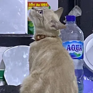Kalung Lonceng Kucing Anjing Motif PAWS
