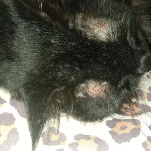 Wood Lamp For Skin Diagnose Deteksi Jamur Di Kucing Hewan