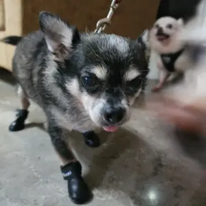 Sepatu boots anjing dog cat kucing tahan air anti slip 4pcs karet