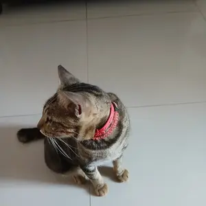 Polytex Sabut Spon Regular untuk Alat Masak & Alat Makan