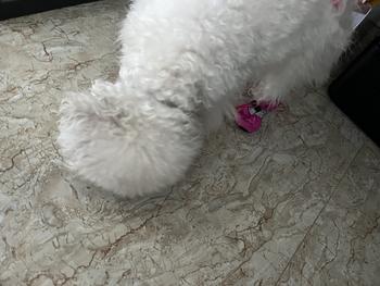 Product Review of Sepatu boots anjing kucing cat dog tebal anti slip musim dingin shoes from Tokopedia customer review 0