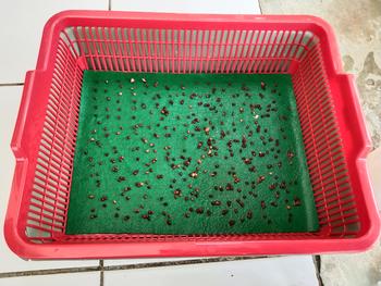 Product Review of INFARM - Paket Kit Hidroponik Rakit Apung Kangkung Bak Persegi Daun Kotak from Tokopedia customer review 2