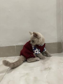 Product Review of Pawlovin - Baju Anjing & Kucing Bowie Jumpsuit from Tokopedia customer review 0