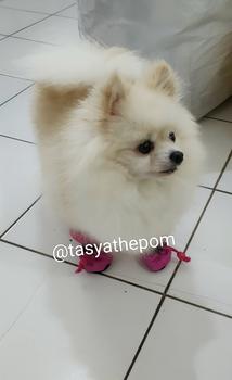 Product Review of Sepatu boots anjing kucing cat dog tebal anti slip musim dingin shoes from Tokopedia customer review 0