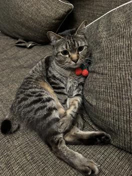 Product Review of Kalung Kucing Anjing Rajut Cherry from Tokopedia customer review 0