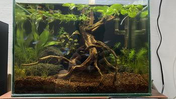 Product Review of TANAMAN AIR FROGBIT APUNG LIMNOBIUM LAEVIGATUM AMAZON FROGBIT CUPANG from Tokopedia customer review 2