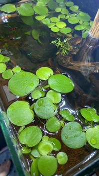 Product Review of TANAMAN AIR FROGBIT APUNG LIMNOBIUM LAEVIGATUM AMAZON FROGBIT CUPANG from Tokopedia customer review 1