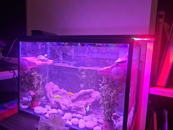 Product Review of TR002 BASKING SPOT RAMP TEMPAT JEMUR TANGKRINGAN KURA BRAZIL TURTLE from Tokopedia customer review 0