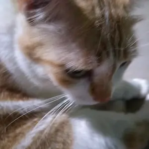 Paku grc 1" harga 1 kotak paku serbaguna triplex reng dll baut  sekrup