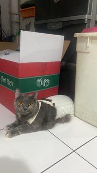 Product Review of Pawlovin - Baju Anjing & Kucing Bowie Jumpsuit from Tokopedia customer review 2