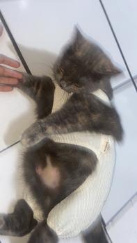 Product Review of Pawlovin - Baju Anjing & Kucing Bowie Jumpsuit from Tokopedia customer review 1