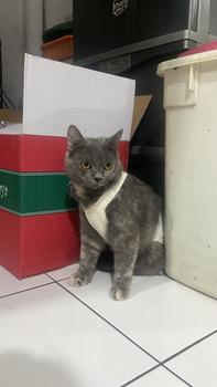 Product Review of Pawlovin - Baju Anjing & Kucing Bowie Jumpsuit from Tokopedia customer review 3