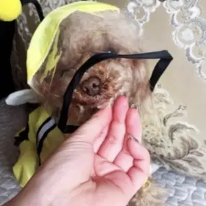 ONLY PETS Pet Raincoat Waterproof Jas Ujan Anjing Kucing Bentuk Unik