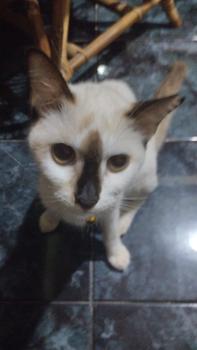 Product Review of Cincin Moissanite Lapis Emas Putih 18K - Blanche Minimalist Moissanite Ring 0.1 CT - Lore Jewellery from Tokopedia customer review 0