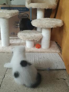 Product Review of MAINAN GARUKAN KUCING 3TIANG GARUKAN CAT TREE CONDO from Tokopedia customer review 2