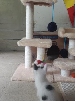 Product Review of MAINAN GARUKAN KUCING 3TIANG GARUKAN CAT TREE CONDO from Tokopedia customer review 0