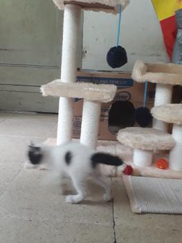 Product Review of MAINAN GARUKAN KUCING 3TIANG GARUKAN CAT TREE CONDO from Tokopedia customer review 1