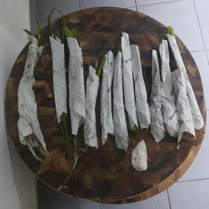tanaman hias monstera janda bolong