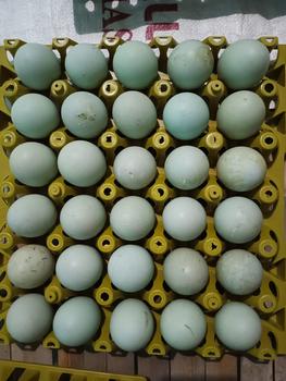 Product Review of Jamin Tray Telur Bahan Plastik from Tokopedia customer review 0