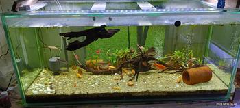 Product Review of TANAMAN AIR FROGBIT APUNG LIMNOBIUM LAEVIGATUM AMAZON FROGBIT CUPANG from Tokopedia customer review 1