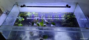 Product Review of TANAMAN AIR FROGBIT APUNG LIMNOBIUM LAEVIGATUM AMAZON FROGBIT CUPANG from Tokopedia customer review 0