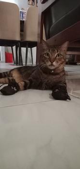 Product Review of Sepatu boots anjing kucing cat dog tebal anti slip musim dingin shoes from Tokopedia customer review 0