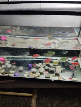 Product Review of BIOBLOX BIO BLOCK MEDIA FILTER AQUARIUM DAN KOLAM IKAN MURAH MERIAH from Tokopedia customer review 1