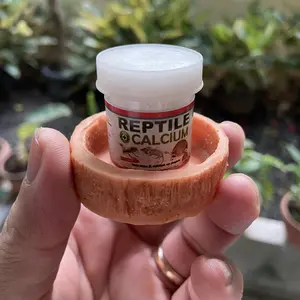 WATER DISH FEEDING DISH REPTILE TEMPAT MAKAN MINUM TEGU GECKO TORTOISE SULCATA KADAL ULAR BD SALVA KELOMANG INSECTA TARANTULA WADAH AIR KALSIUM BOWL PIRING MAKANAN HEWAN REPTIL AKSESORIS TERRARIUM PALUDARIUM