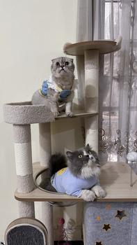 Product Review of Petpaw Baju Anjing Kucing Zoey Dress Harness Baju Tali Tuntun Leash Set Hewan Anabul from Tokopedia customer review 0