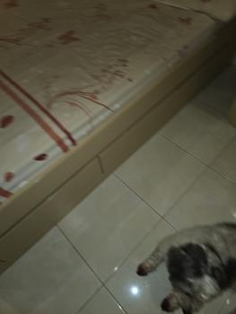 Product Review of Sepatu boots anjing kucing cat dog tebal anti slip musim dingin shoes from Tokopedia customer review 0